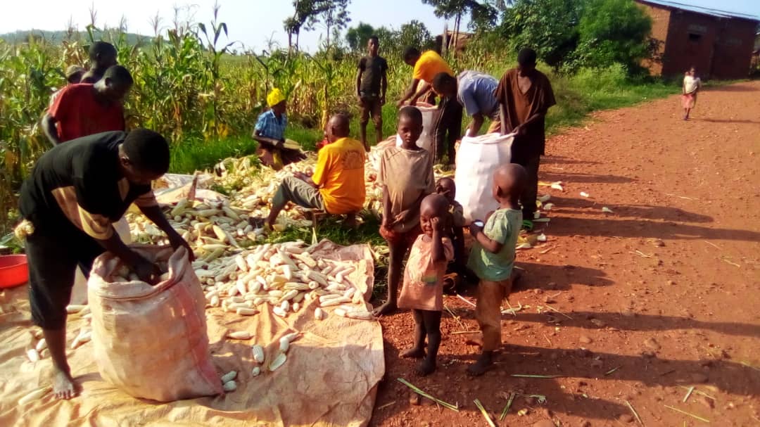 Agricultura familiar: el pilar del sustento y la economía en Burundi