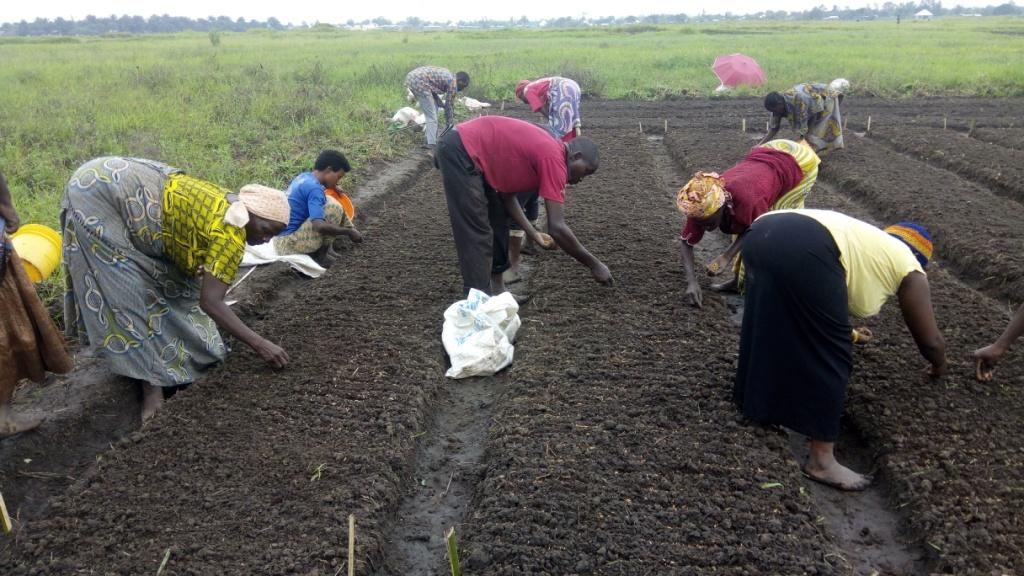 Kutxa Fundazioa, Jubikutxa y Denon Artean Denetik apoyan las cooperativas agrarias en Burundi