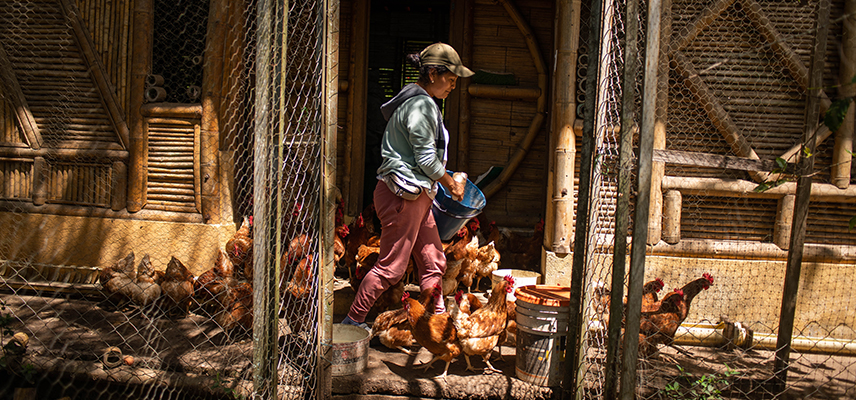 Mujer en un emprendimiento de gallinas