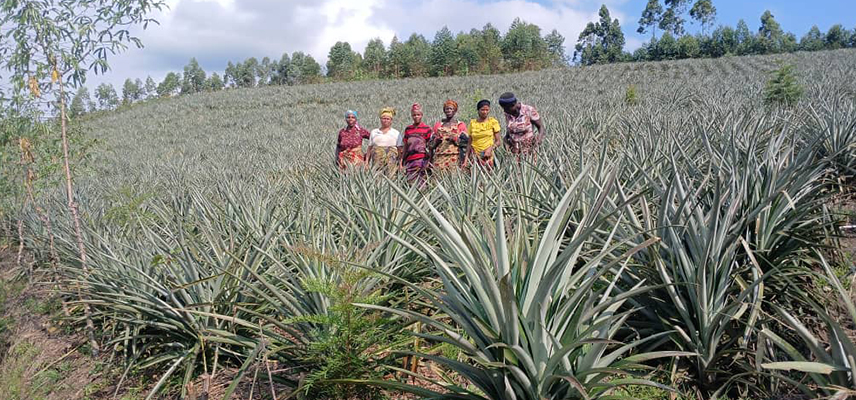 Plantación de piña en Burundi